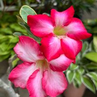 アデニウム,アデニウム オベスム,花のある暮らし,今日のお花,樹木の花の画像