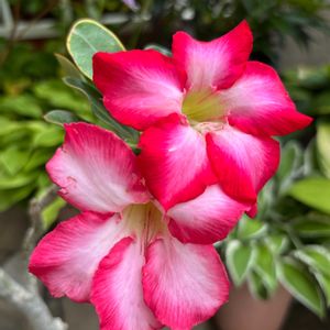 アデニウム,アデニウム オベスム,花のある暮らし,今日のお花,樹木の花の画像