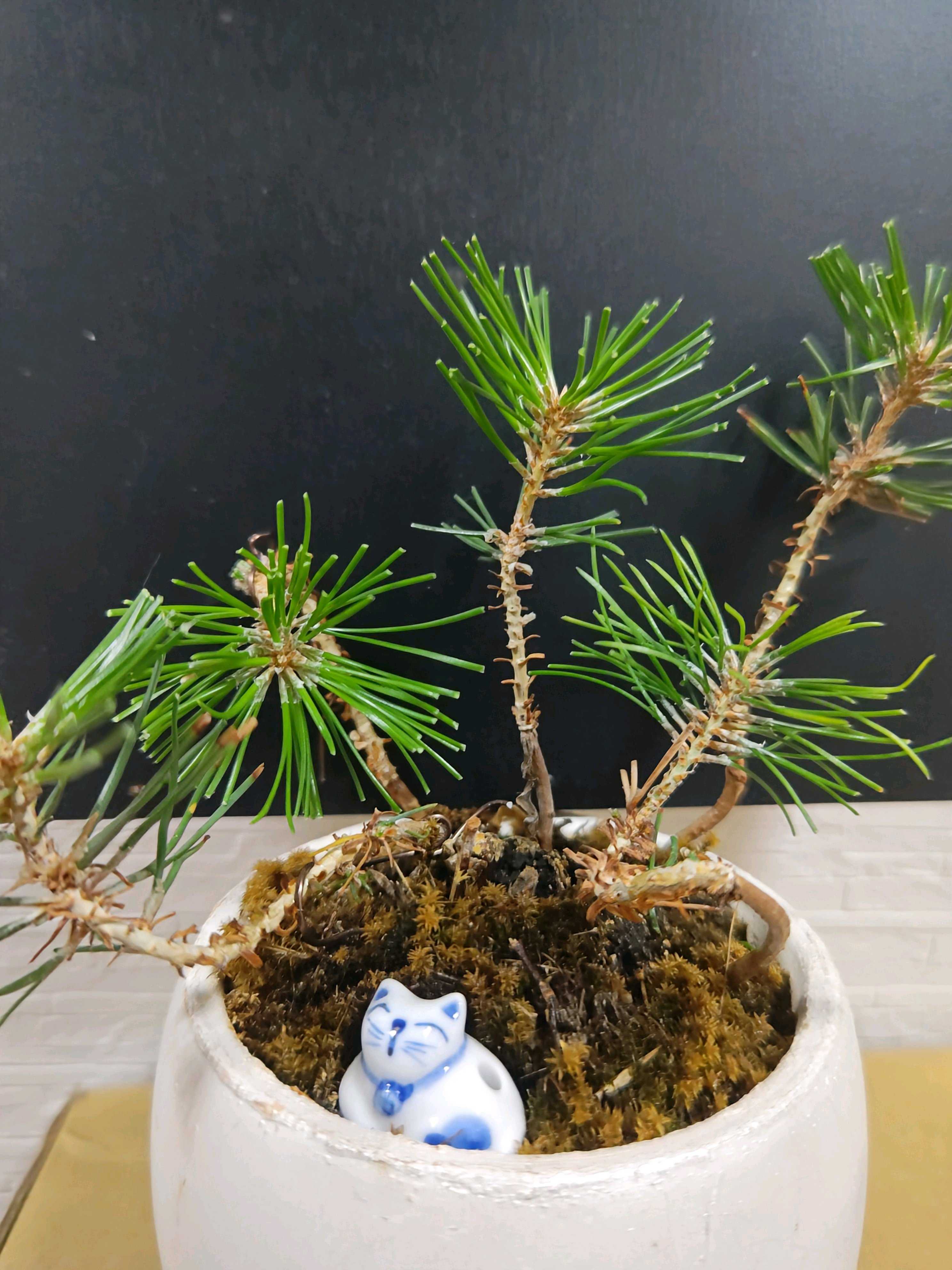 No.71 松ぼっくりから、ミニ盆栽｜🍀GreenSnap（グリーンスナップ）