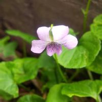 ミズバショウ,高山植物,コミヤマカタバミ,ミヤマツボスミレ,山野草の画像