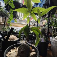 どんぐり,オキナワウラジロガシの画像