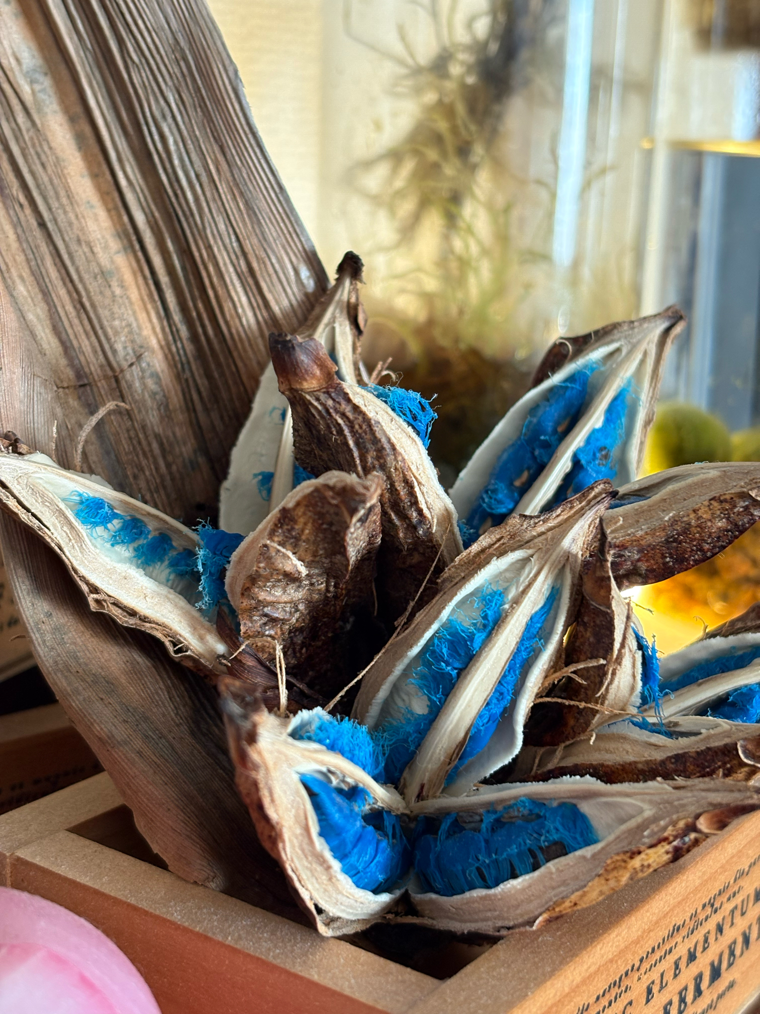 旅人の木開花前8節 タビビトノキ」珍しい花！一度は見なくちゃ！ - 花