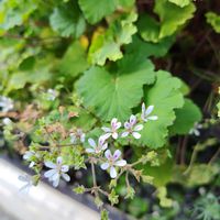 センテッドゼラニウムの画像