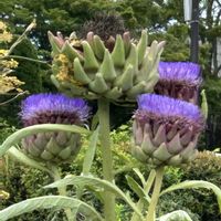 アーティチョーク,斑入り風知草,2のつく日は斑入りの日,斑入り見つけ隊♪の画像