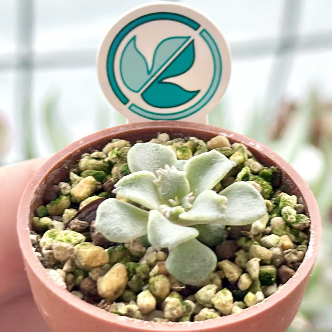グラプトベリア　スターファイヤー 大人気 多肉植物 グラプトベリア スターファイヤー 超美苗 レア