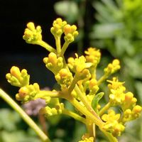 オミナエシ,ヒマワリ,女郎花(オミナエシ),ちっちゃいものクラブ,うちの庭からの画像