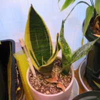 サンセベリア,一休さんLv02,観葉植物,癒し,インテリアグリーンの画像