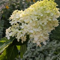 アジサイ,紫陽花,ノリウツギ,ノリウツギ・ライムライト,可愛い〜♡の画像