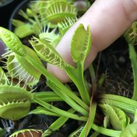 ハエトリソウ,ディオネア,ハエトリソウ クロスティース,観葉植物,食虫植物の画像