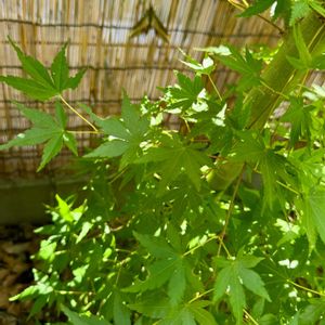 イロハモミジ,スズメガ,⚠️閲覧注意⚠️,青紅葉（あおもみじ）,シュタッ‼︎の画像