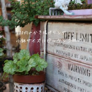 今庭,多肉植物,100均,ガーデニング,ナチュラルガーデンの画像