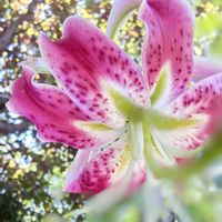 サクランボ,ジャガイモ,ブルーベリー,ピーマン,ニンニクの画像