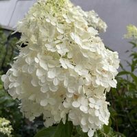 ノリウツギ,ノリウツギ,小さな庭の画像