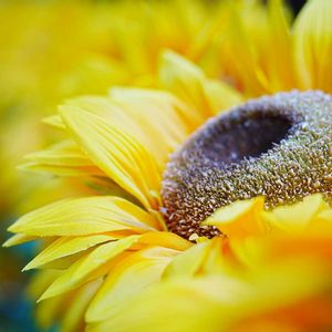 ヒマワリ,ひまわり,ビタミンカラー,造花,トンボの画像