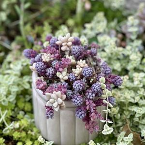 パープルヘイズ,多肉植物 寄せ植え,多肉植物 寄せ植え,紅葉する多肉,多肉丼の画像