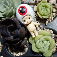 サボテン,スタペリア,多肉葉挿し,自家製梅干し,ガチャの画像