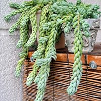 玉つづり,ﾀﾏﾂﾂﾞﾘ,ﾘﾒｲｸ鉢,健康は宝,かおりんのリメ鉢の画像