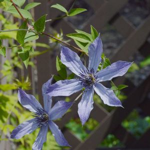 アジサイ,エディブルフラワー,クレマチス 流星,オイスターリーフ,バラ  ジュード・ジ・オブスキュアの画像