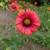 ガイラルディアの画像