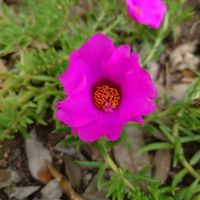 マツバボタンの画像