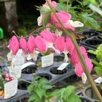 タイツリソウ,タイツリソウ,鹿沼市花木センター,花撮り散歩,山野草展示場の画像