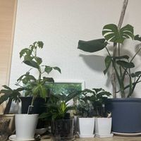 ストレリチア,パキラ,ペペロミア,モンステラ,ガジュマルの画像