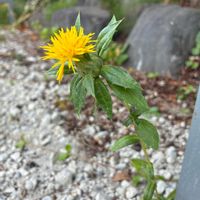 ベニバナ,庭の画像