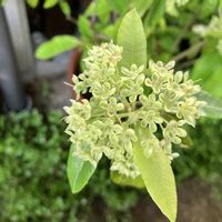 レモンマートル,ガーデニング,花後も楽しむ,庭の画像