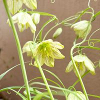 バイモ,バイモ,ガーデニング,山野草,花のある暮らしの画像