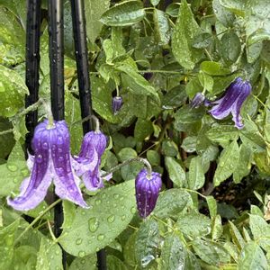 クレマチス,夏の庭,クレマチス ロウグチ,ガーデニング,フロントガーデンの画像