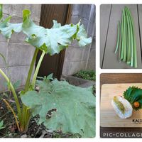 ルバーブ,裏庭,緑のある暮らし,医療従事者に感謝,人に優しくの画像