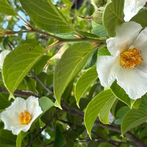 ヒメシャラの画像