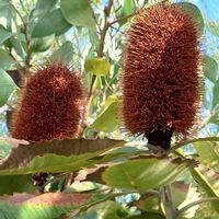 ノウゼンカズラ,スワンプバンクシア,ハケア,バンクシア ロブル,斑入りノウゼンカズラの画像