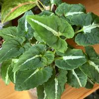 シンゴニウム,シンゴニウム,観葉植物,ハイドロカルチャー,サトイモ 科の画像