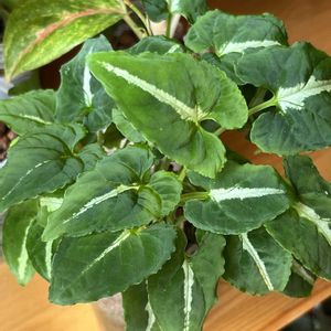 シンゴニウム,シンゴニウム,観葉植物,ハイドロカルチャー,サトイモ 科の画像