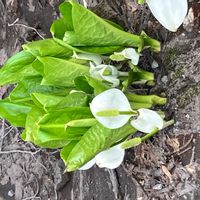 ミズバショウの画像