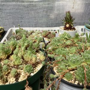 エケベリア,カンテ,ライラックミスト,サボテンの花✨,ザラゴーサチャンピオンの画像