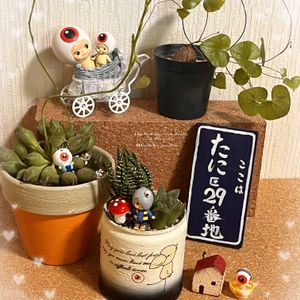 インディアンクラブ,亀甲竜,十二の爪,十二の爪,グリーンウッディの画像