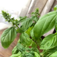 バジル,ピーマン,ビギナー野菜,ハーブ好き,野菜成長記録の画像