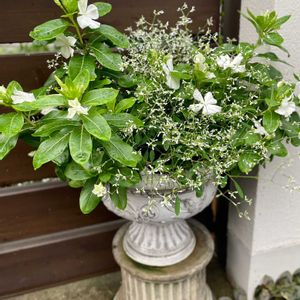 カレックス,カレックス,ユーフォルビア・ダイヤモンドフロスト,ユーフォルビア・ダイヤモンドフロスト,日々草の画像