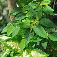 ポインセチア,ディフェンバキア,観葉植物,熱帯植物,botanical lifeの画像