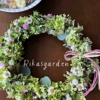 クラスペディア,センニチコウ,センニチコウ,ハナカンザシ,アナベルの画像