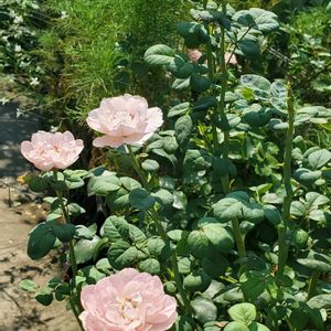 バラ,クイーン・オブ・スウェーデン,クイーンオブスウェーデン,ナチュラルガーデン,庭の花の画像