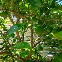 カボス,カボス,小さな庭の画像