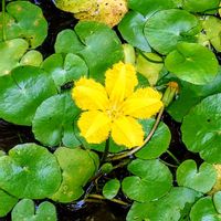 ユウスゲ,アサザ,キツリフネ,山野草,準絶滅危惧種の画像