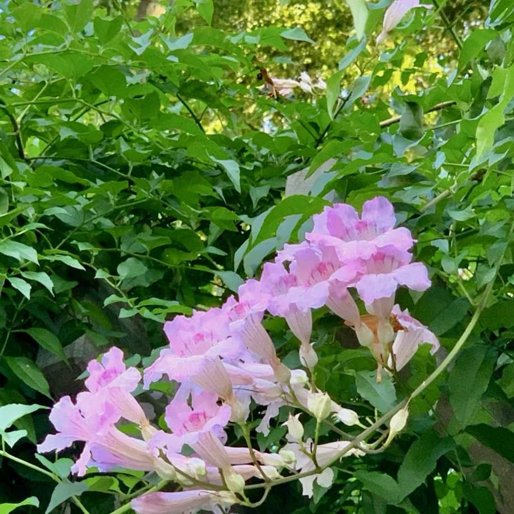 シゲルさんのアメリカ山公園への投稿