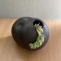 七福神,七福神の花,多肉植物,一輪挿し,iPhone撮影の画像