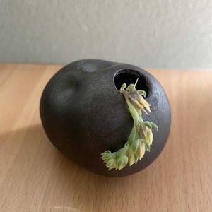 七福神,七福神の花,多肉植物,一輪挿し,iPhone撮影の画像