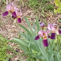 ジャーマンアイリスの画像