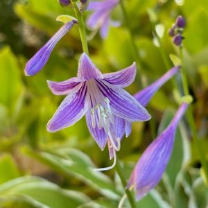 コバギボウシ,山野草,花のある暮らし,自宅にて,ciitaのエントランスガーデンの画像